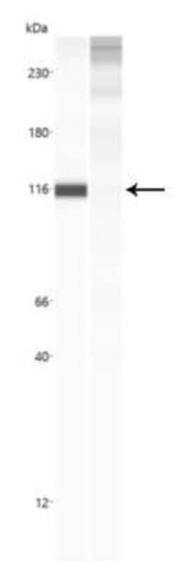 Nbs1 Antibody (7E4A2) - Azide and BSA Free, Novus Biologicals 0.1 mL | Buy Online | Novus Biologicals | Fisher Scientific
